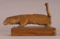 水獺藏品圖，第4張